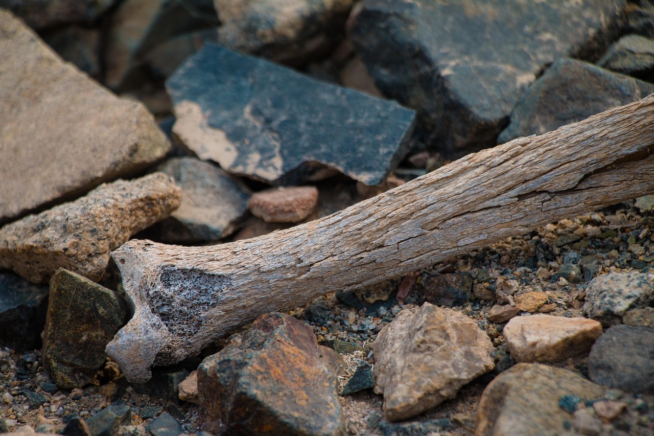 Immagine che illustra fonti di calcio, minerale essenziale per prevenire l'osteoporosi.
