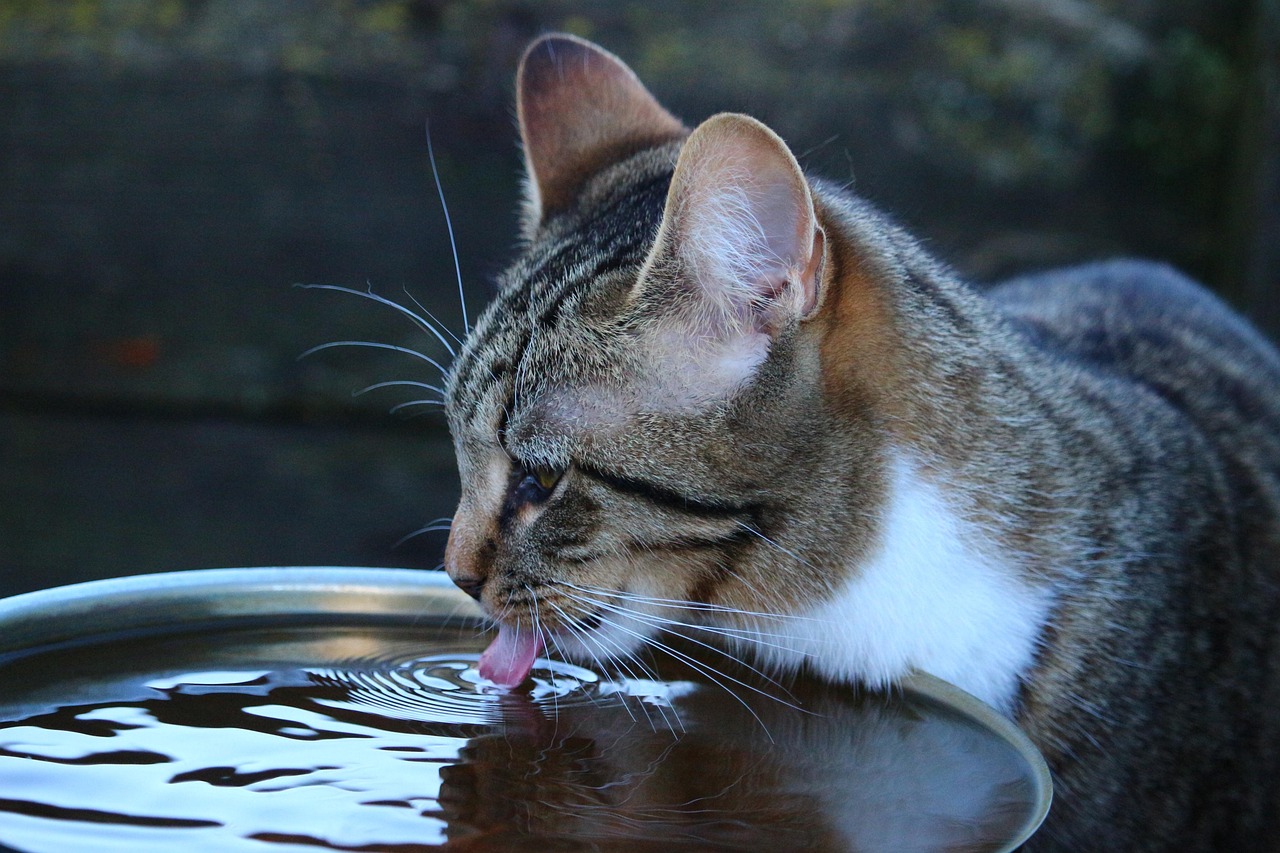 Gatto sorseggia da una tazza bianca su un tavolo di legno, curioso e divertente.