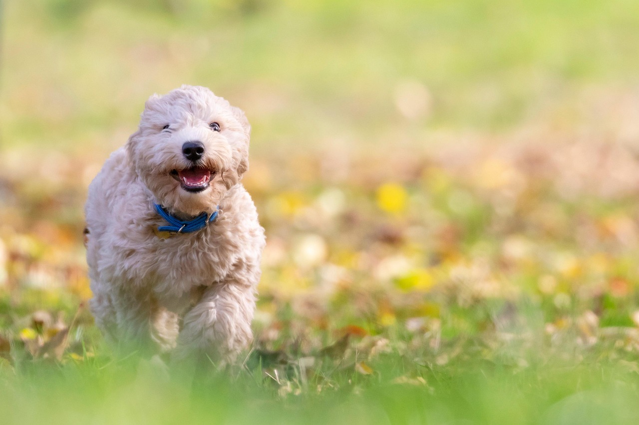 Cane felice che scodinzola nel parco, circondato da fiori e sole.