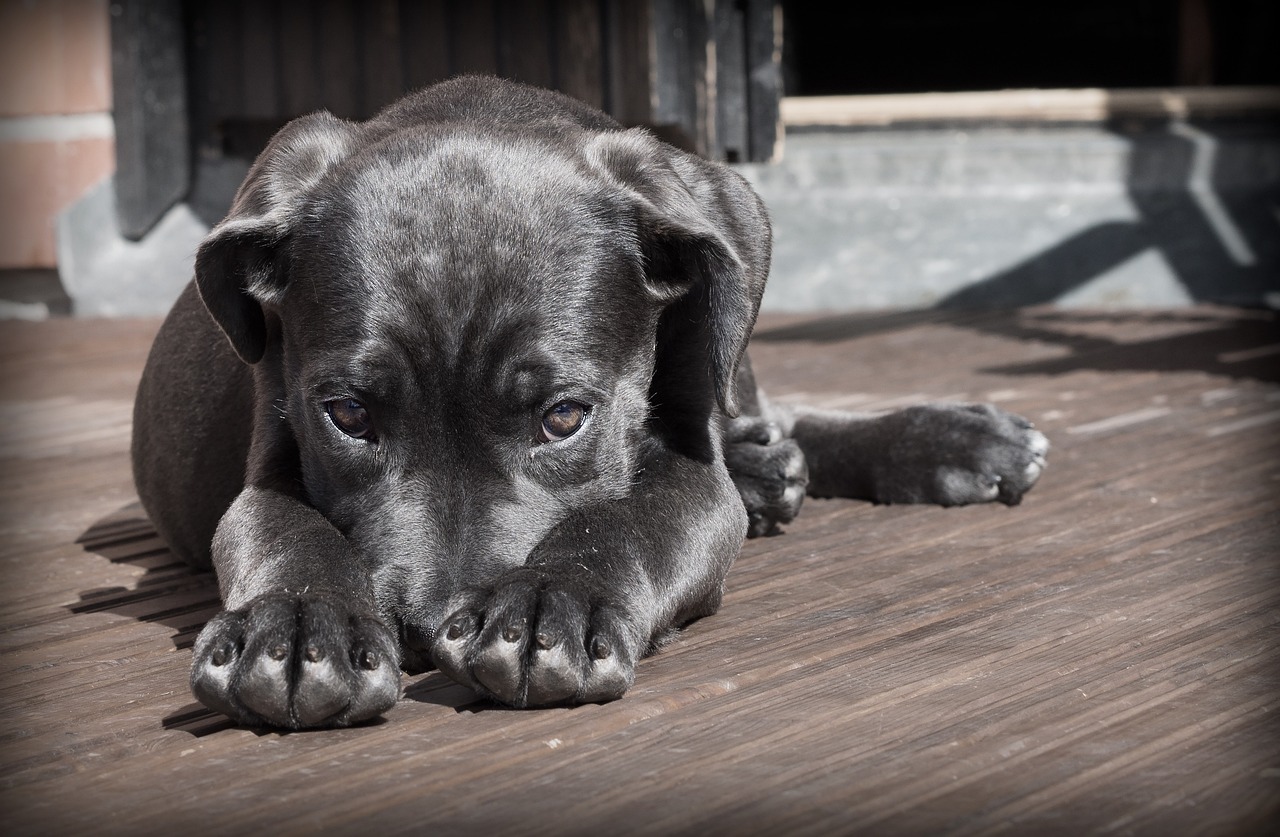 Cane con espressione preoccupata, segnale di stress e disagio.