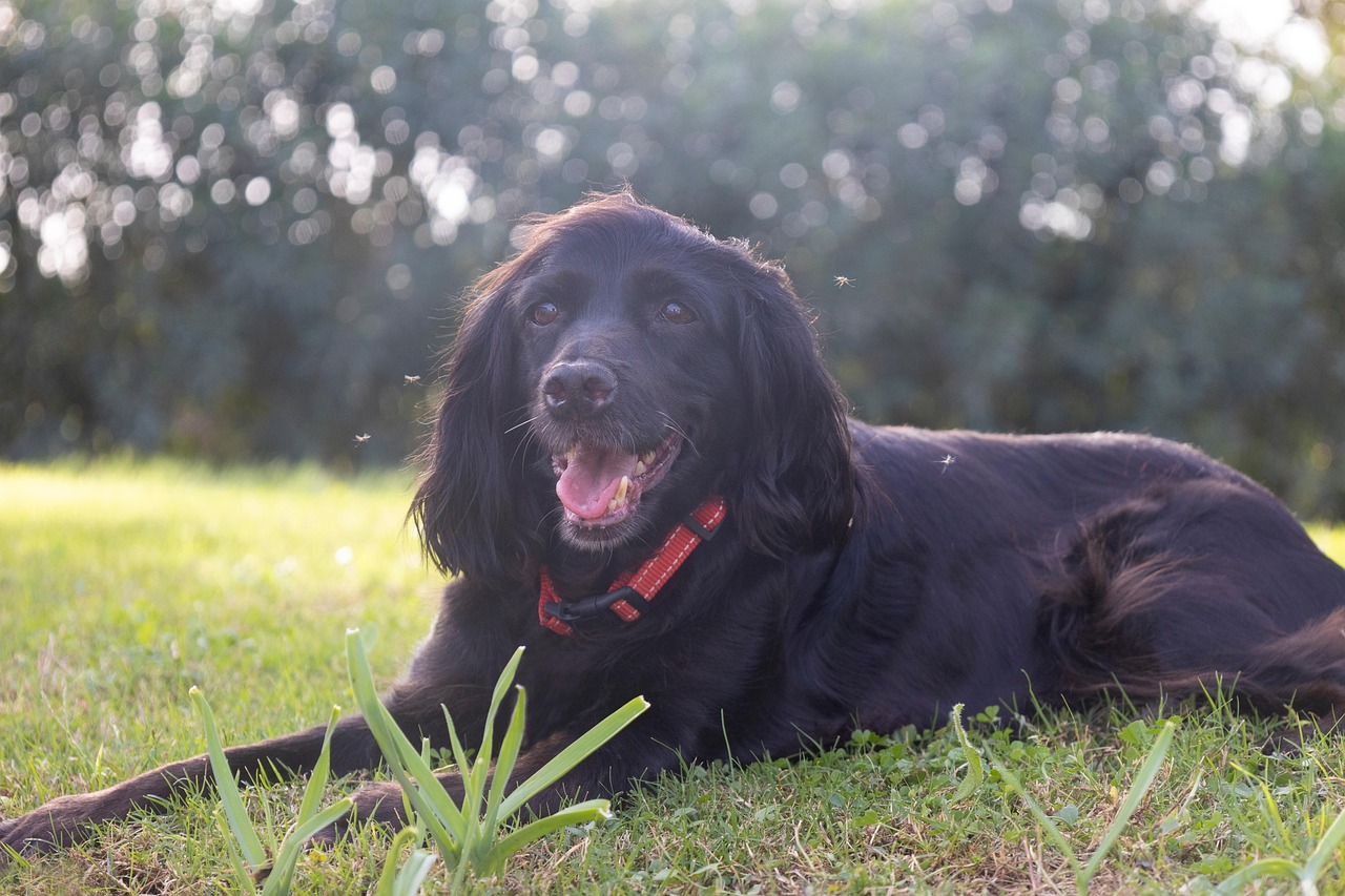 Collare antipulci su un cane, evidenziando i rischi e le precauzioni necessarie.