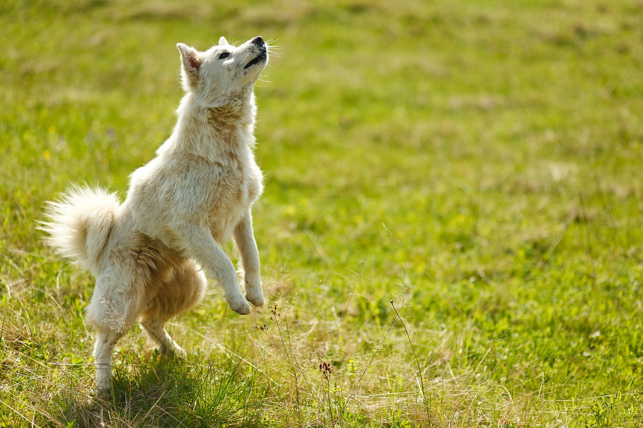 Cane che si gratta, evidenziando prurito e possibile irritazione della pelle.