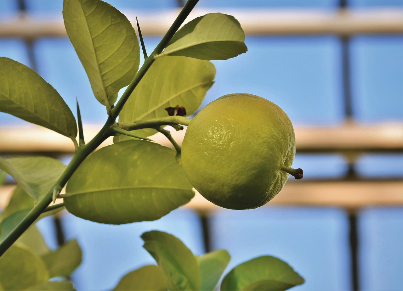 Limone maturo su un albero in vaso, simbolo di cura e crescita in casa.