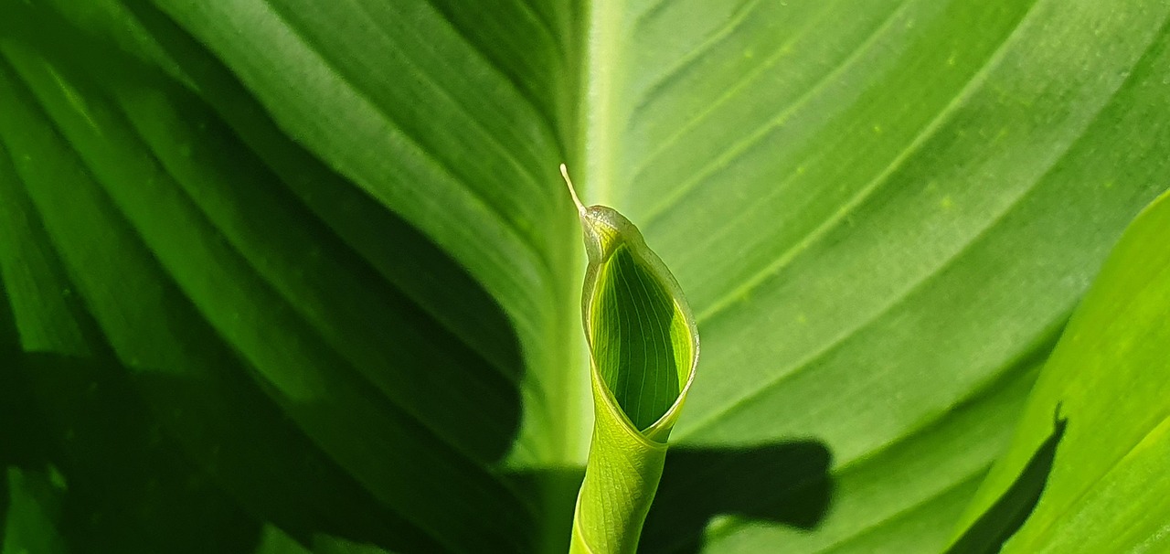 Calathea verde rigogliosa in un ambiente domestico umido, circondata da spruzzatori d'acqua.