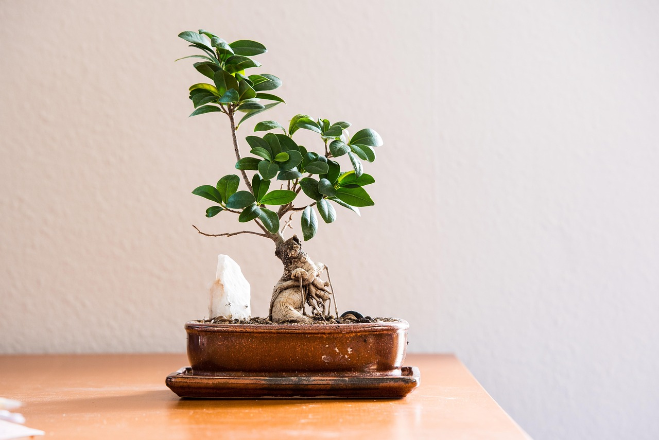 Bonsai ficus potati con tecnica esperta, evidenziando i trucchetti per una cura ottimale.