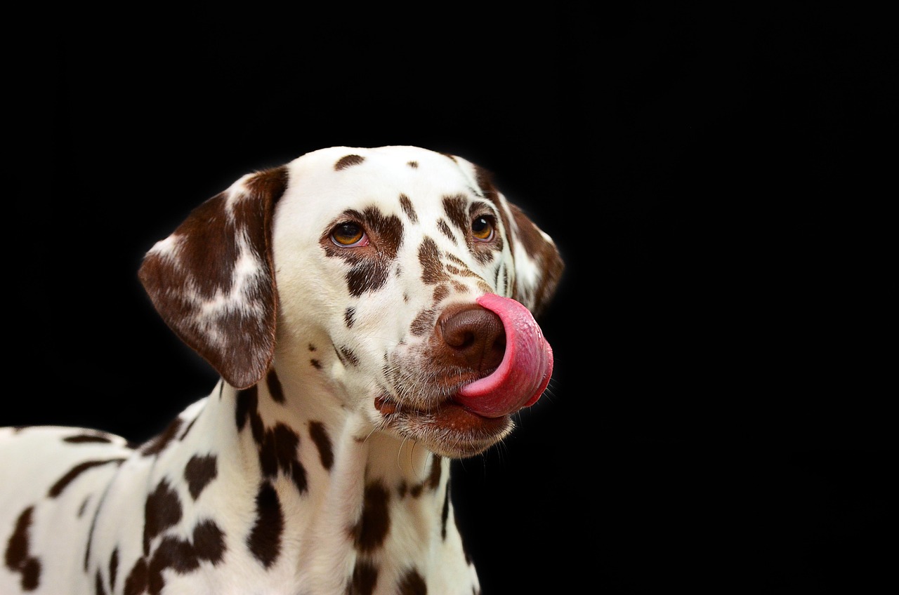 Cane guardando con attenzione una ciotola di cibo, con segnali di avvertimento su alimenti pericolosi.