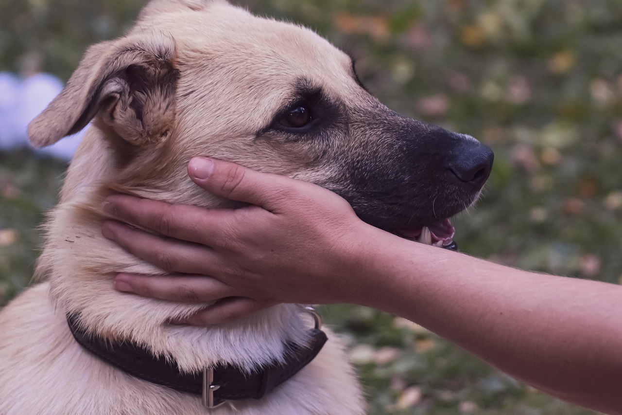 Cane con espressione infastidita mentre viene accarezzato in un punto sensibile.