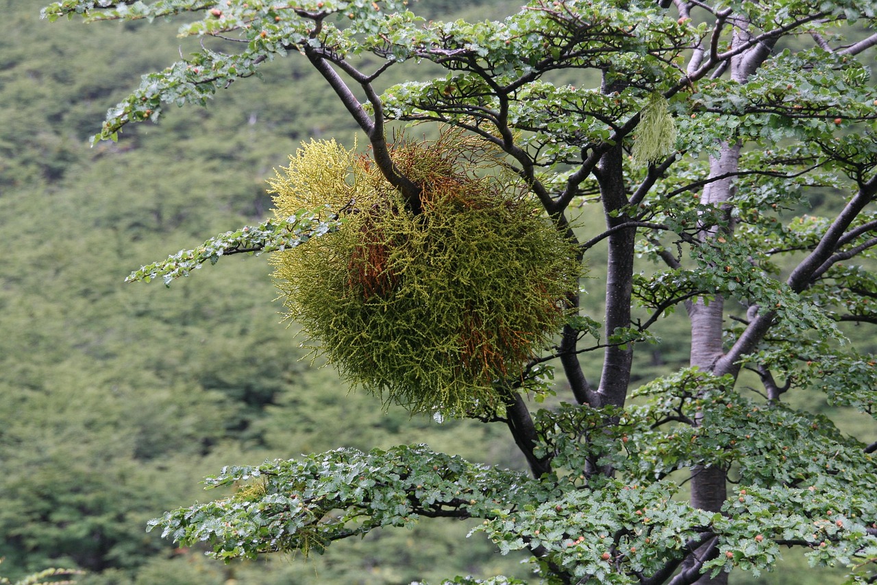 Vischio verde brillante su un ramo di albero, simbolo della coltivazione semplice in giardino.